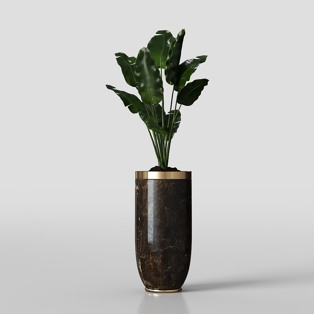 Crane orchid potted plant