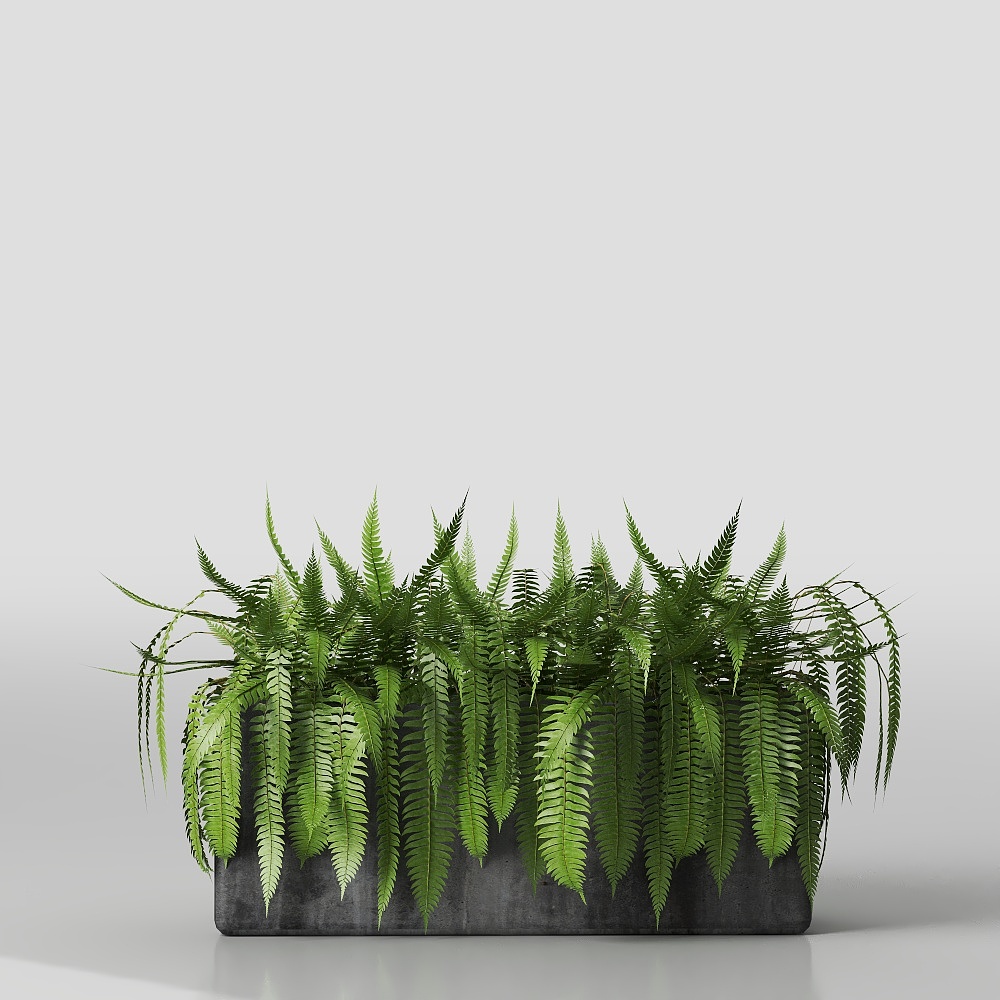 Fern Garden Box 3D model