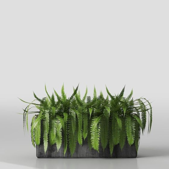 Fern Garden Box 3D model