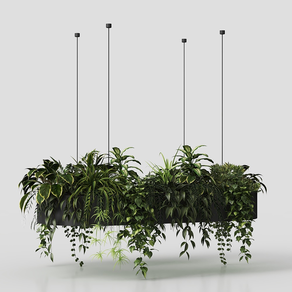 Hanging Dracaena Potted Plant