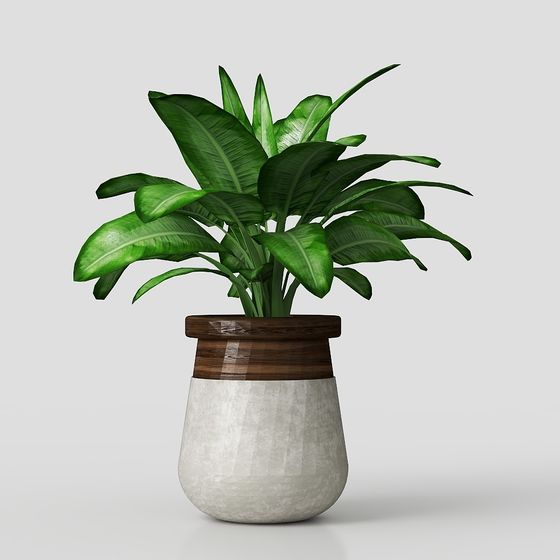 Tropical Style Potted Plant 3D model