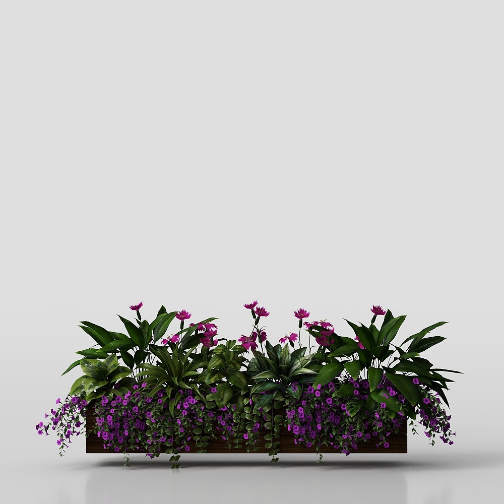 Cây lan hồ điệp trong chậu gỗ thủy canh