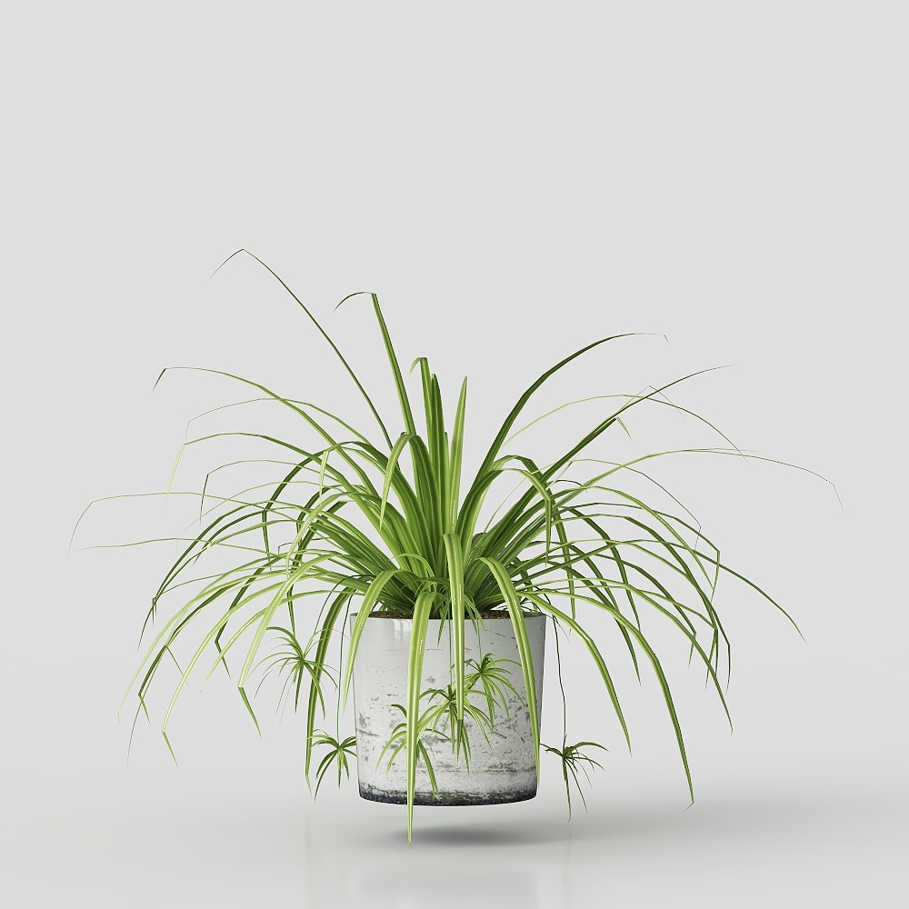 Chlorophytum potted ornaments