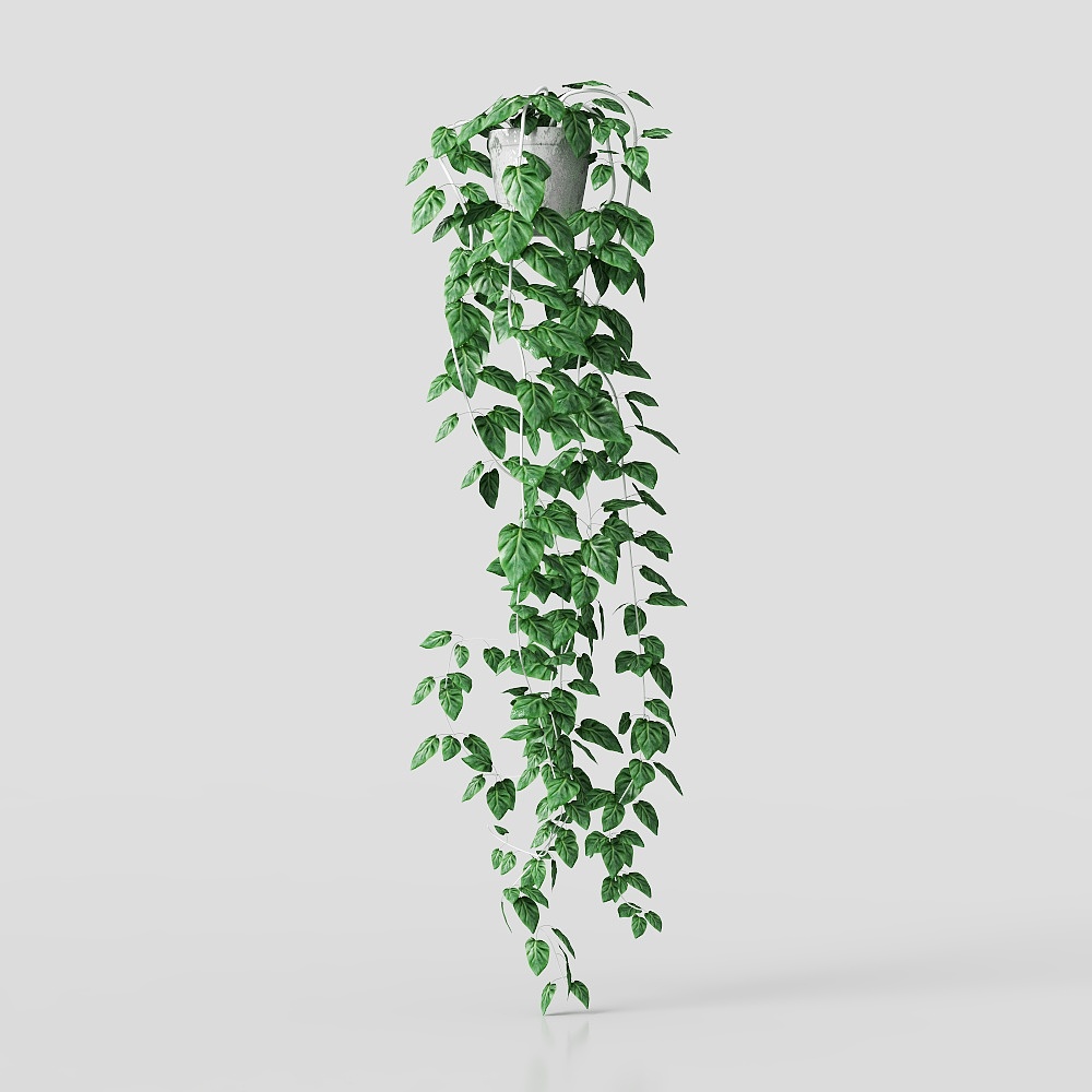 Pothos hanging potted plant