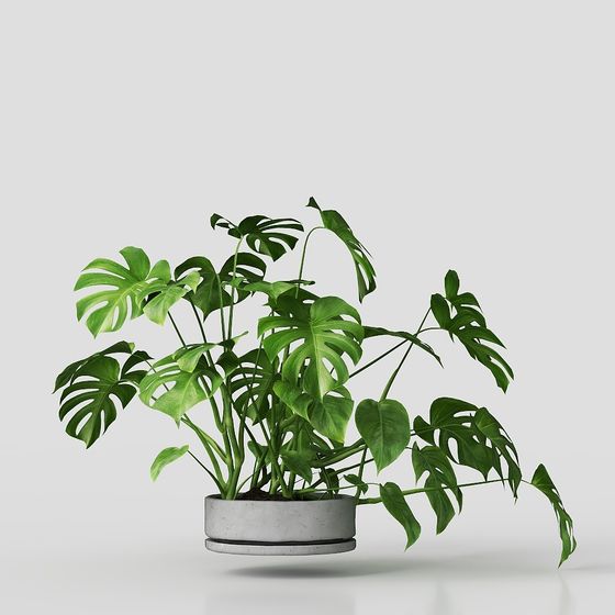 Realistic Monstera Deliciosa 3D model