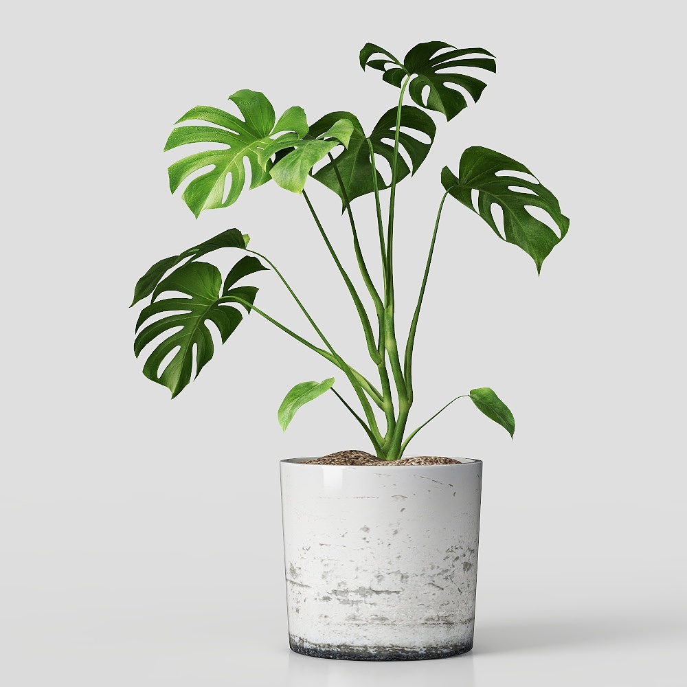 Planta en maceta de monstera