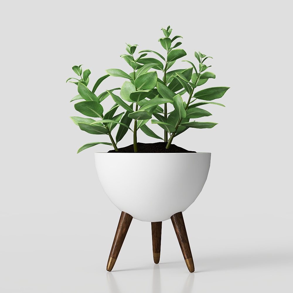 ต้นกล้วยไม้ในกระถาง