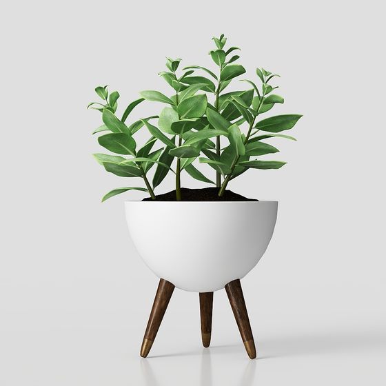 ต้นกล้วยไม้ในกระถาง