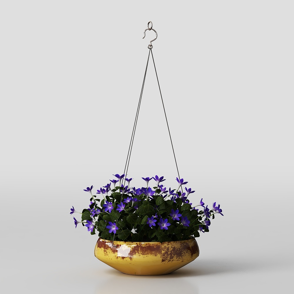 Cineraria potted plant