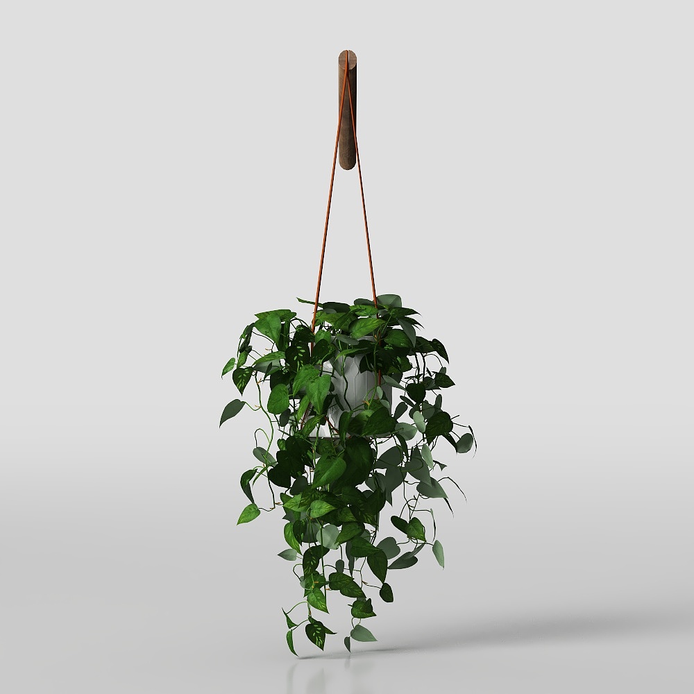 Large leaf pothos hanging potted plant