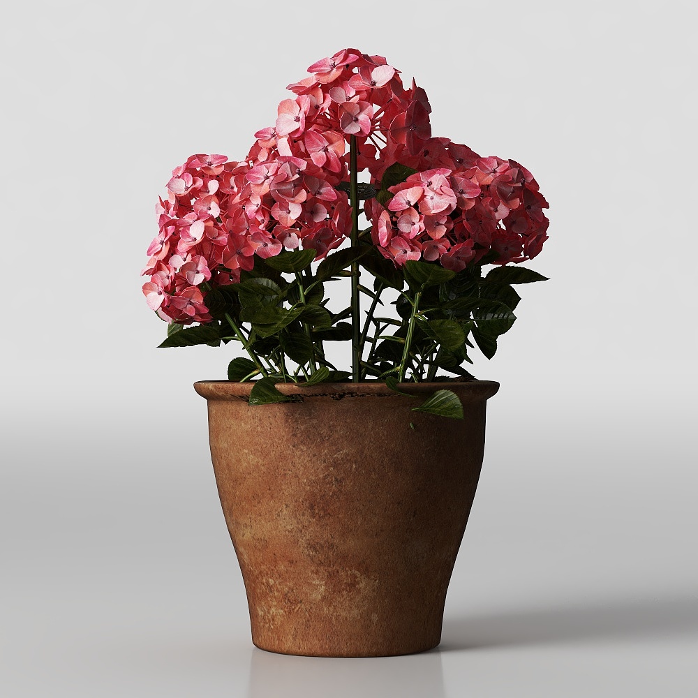 Exquisite hydrangea potted plant