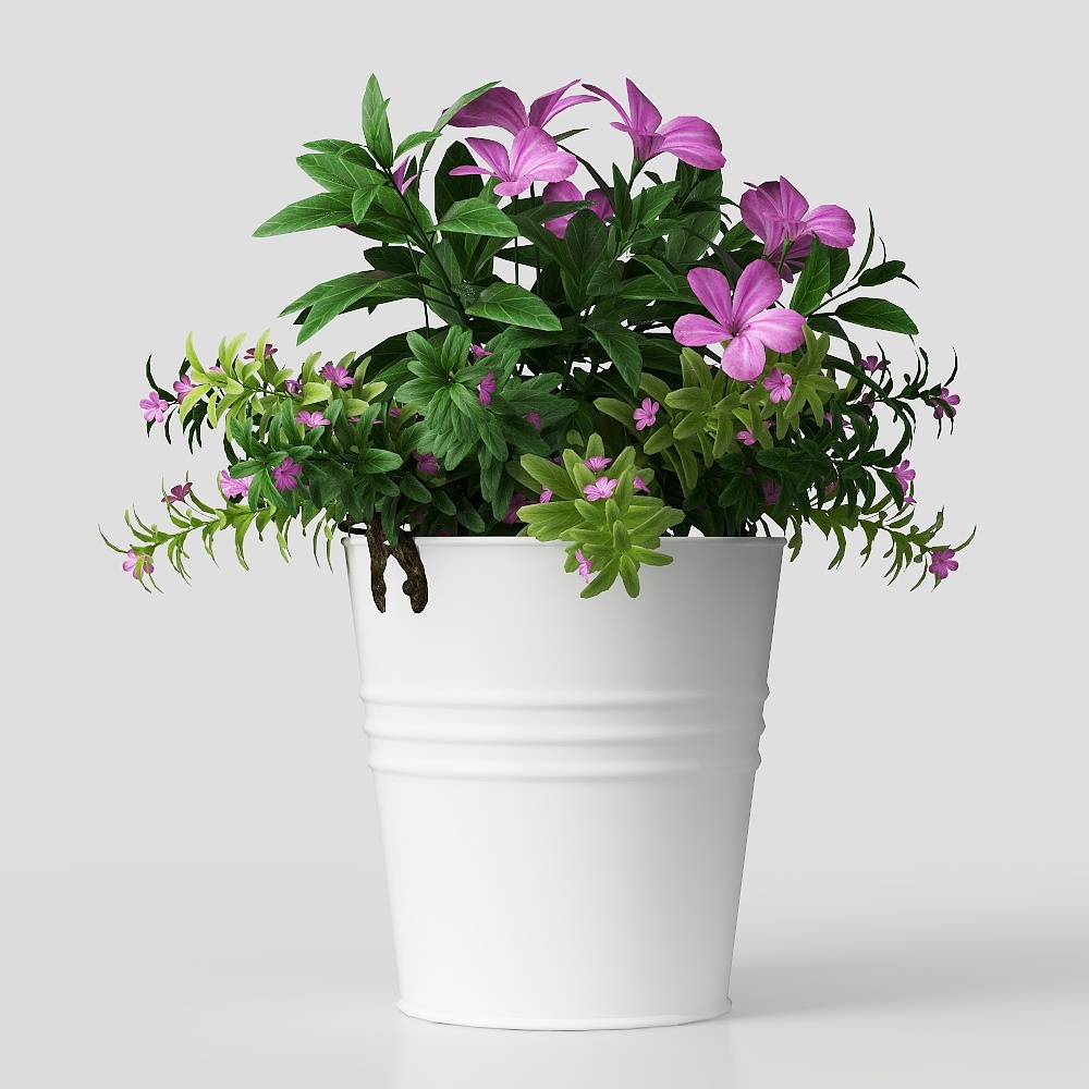 Petunia Potted Plant