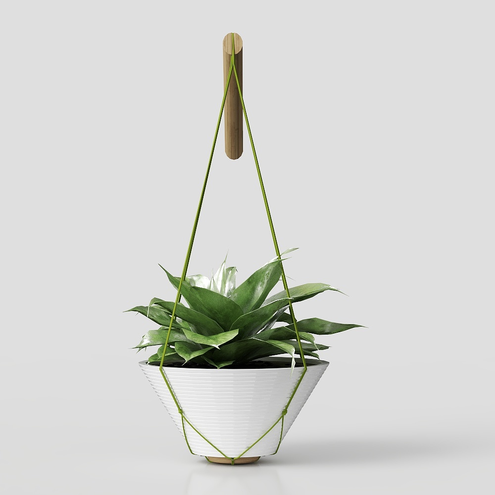 Planta de interior colgante Sansevieria