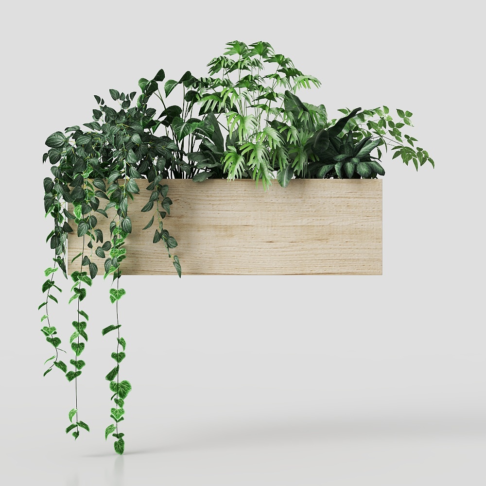 Cây Monstera trong chậu