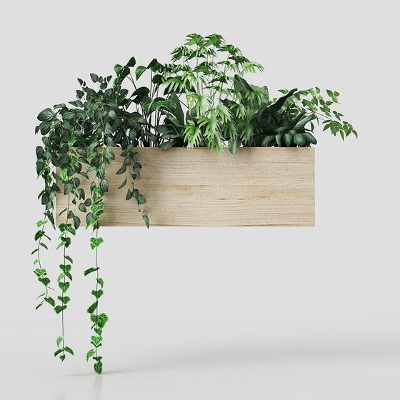 Cây Monstera trong chậu