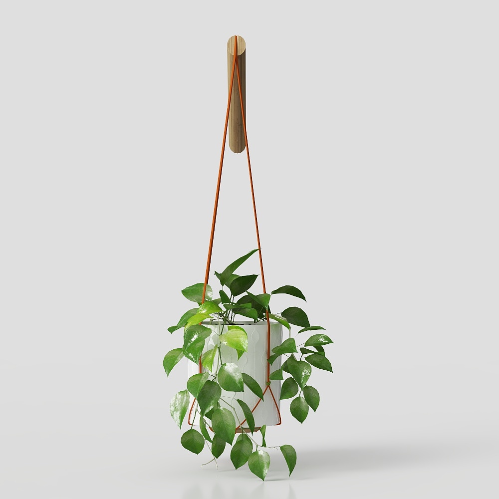 Cây trầu bà lá lớn treo trong chậu