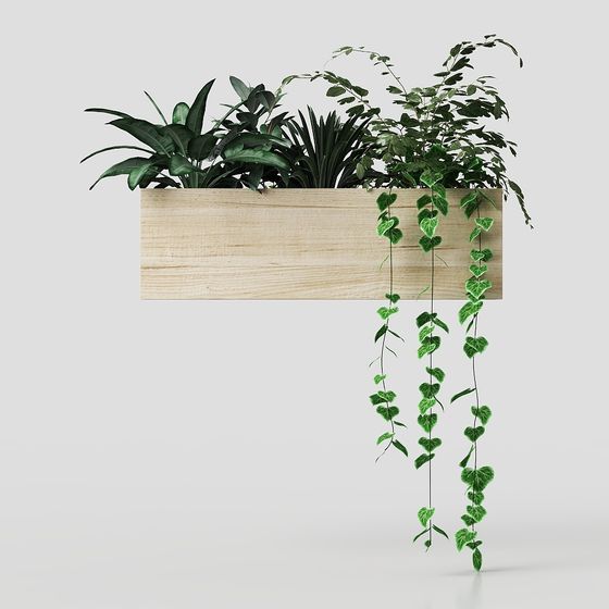 Плющ в горшке