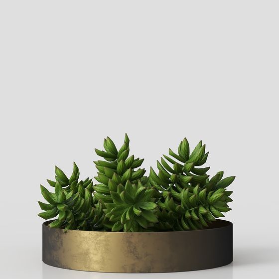 Desert Oasis Modern Succulent 3D model