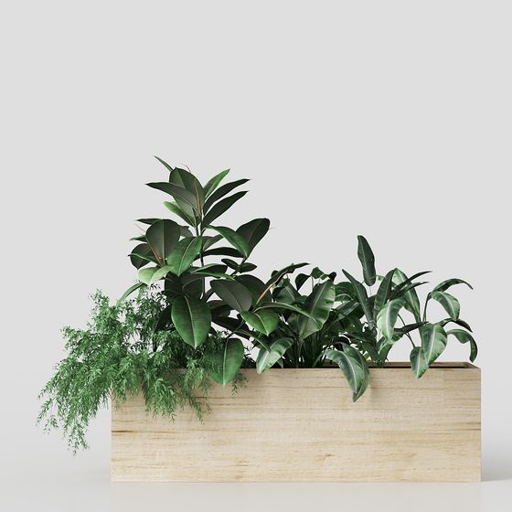 Cây đa Ấn Độ trong chậu