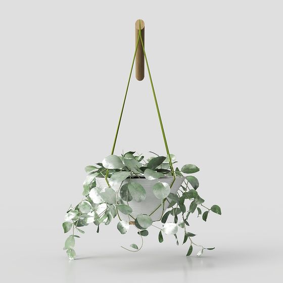 Giỏ treo cây trầu bà lá to