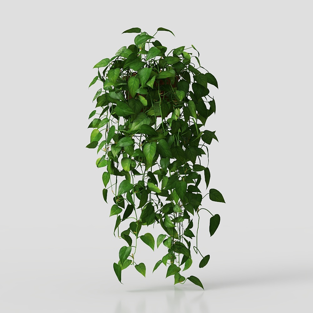 Hanging large leaf pothos