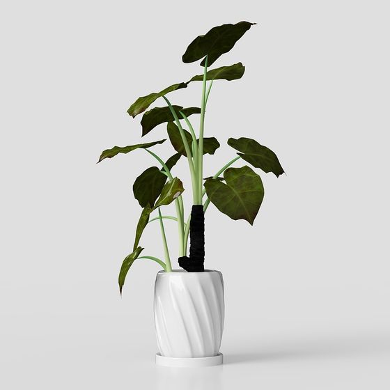 Plante en pot Alocasia