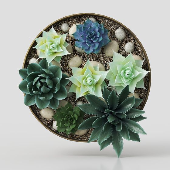 Disk Succulent Plant 3D model for Creative Projects