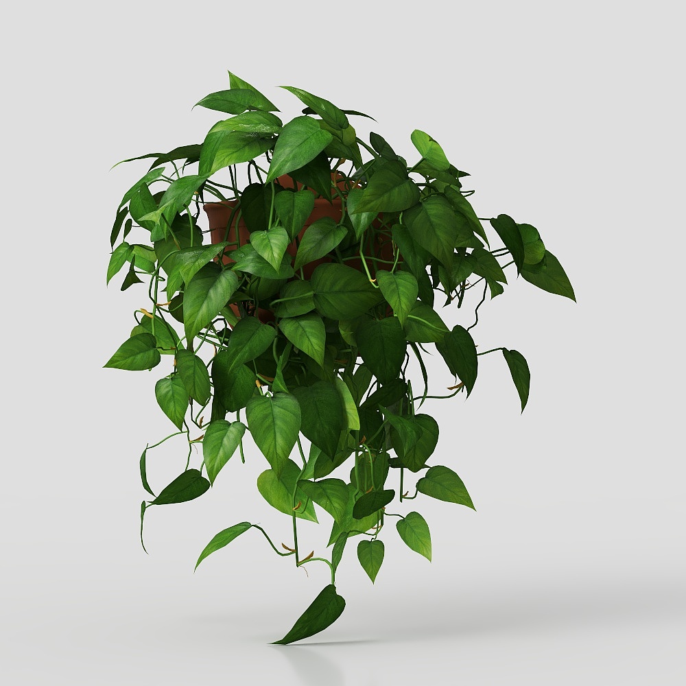 Large leaf potted potted plant