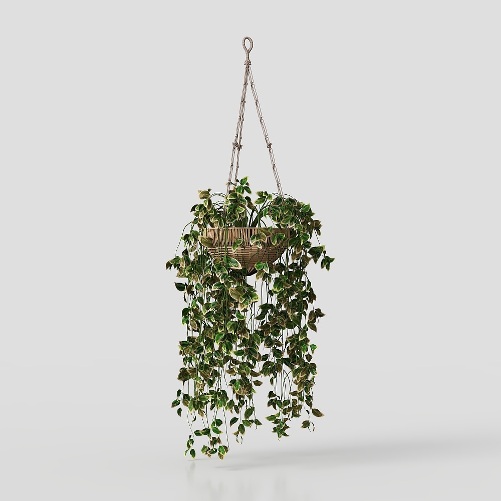 Periwinkle potted plant