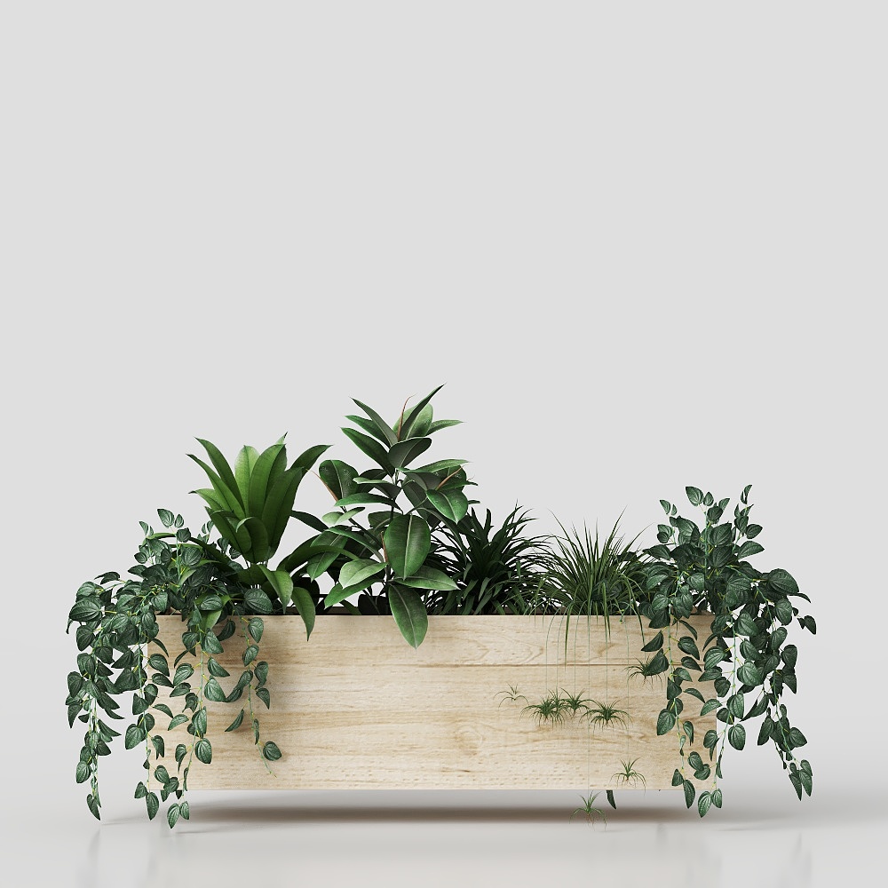 Cây đa Ấn Độ trong chậu