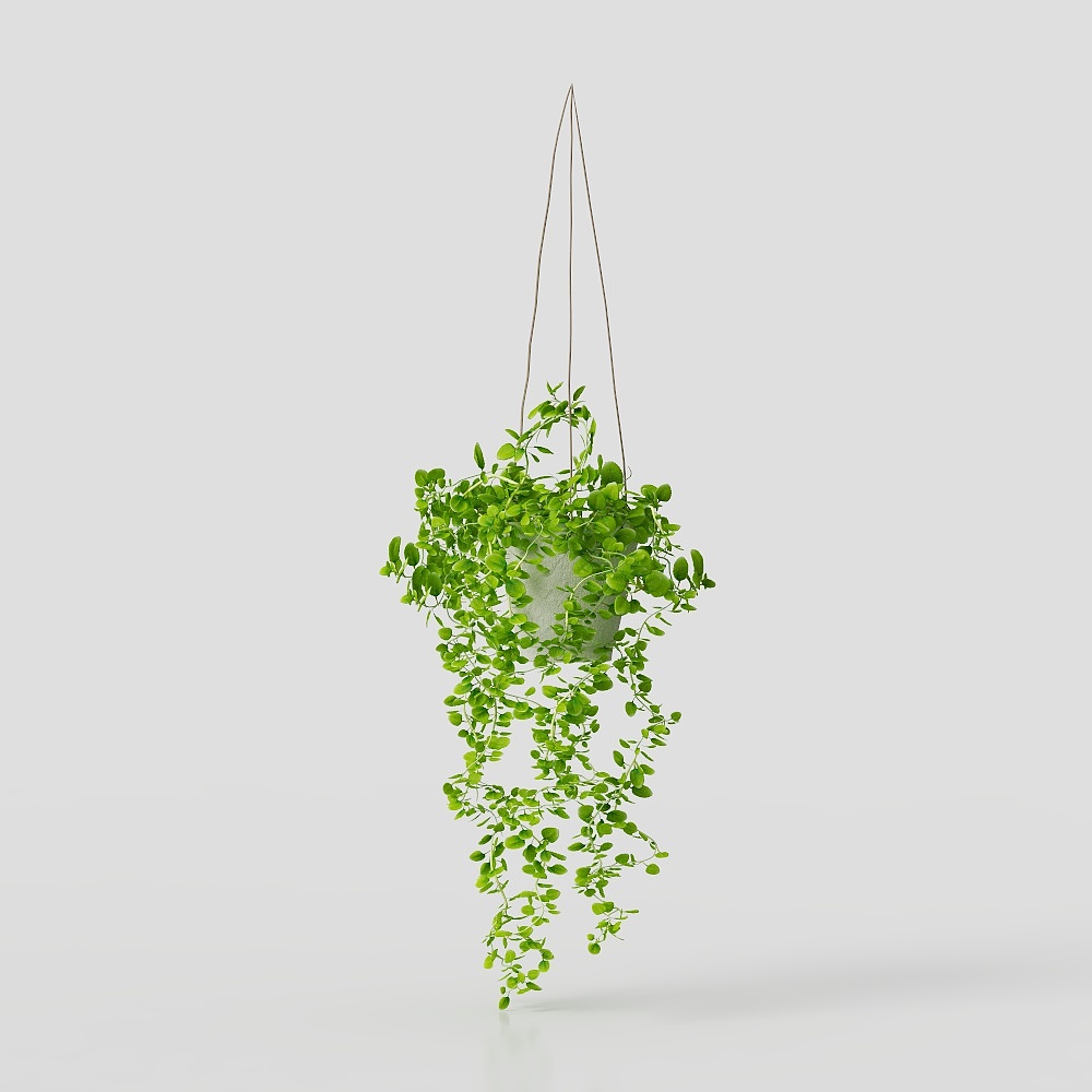 Giỏ treo cây trầu bà lá to