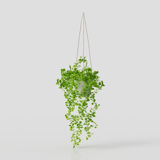 Giỏ treo cây trầu bà lá to