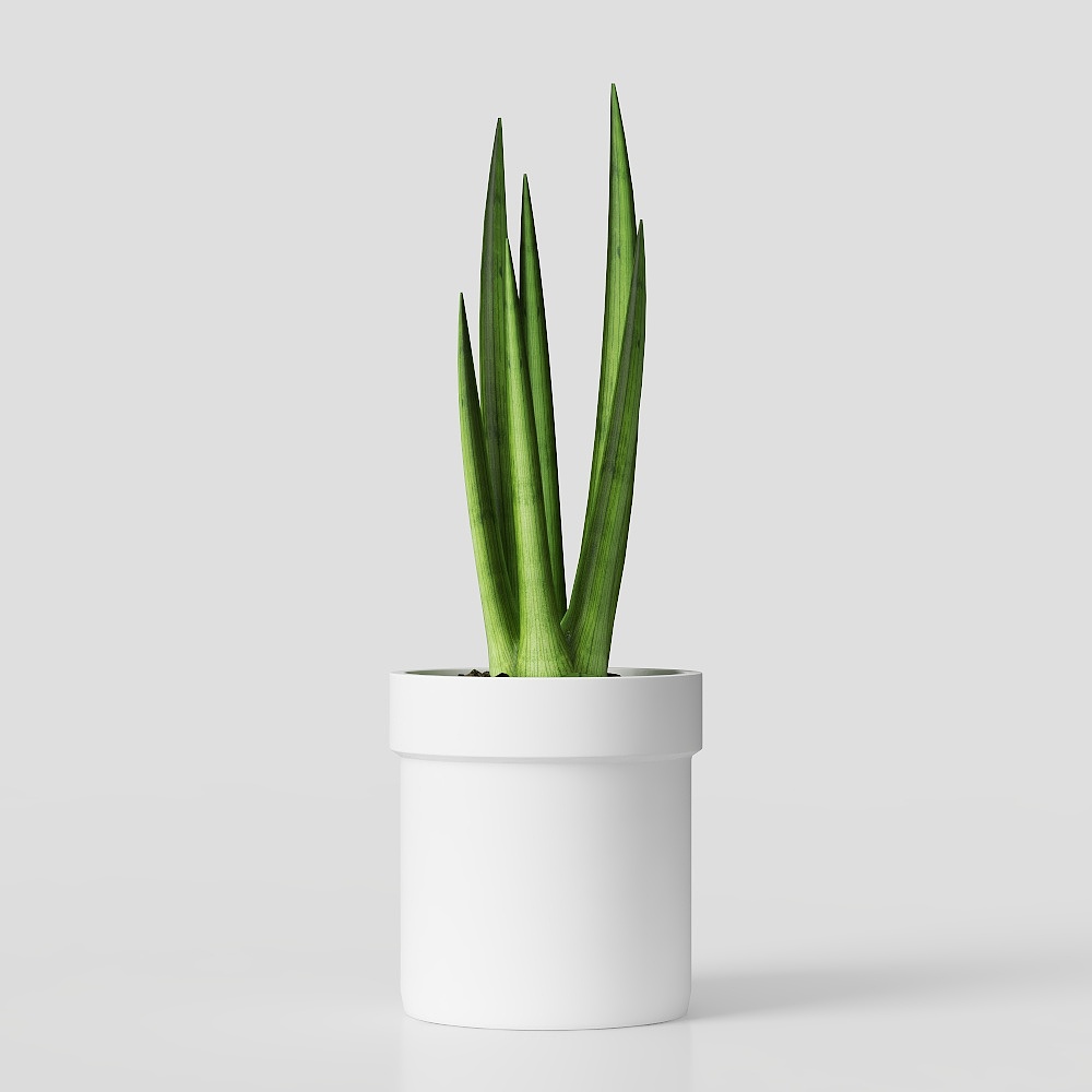 Low Poly Cactus Plant 3D model