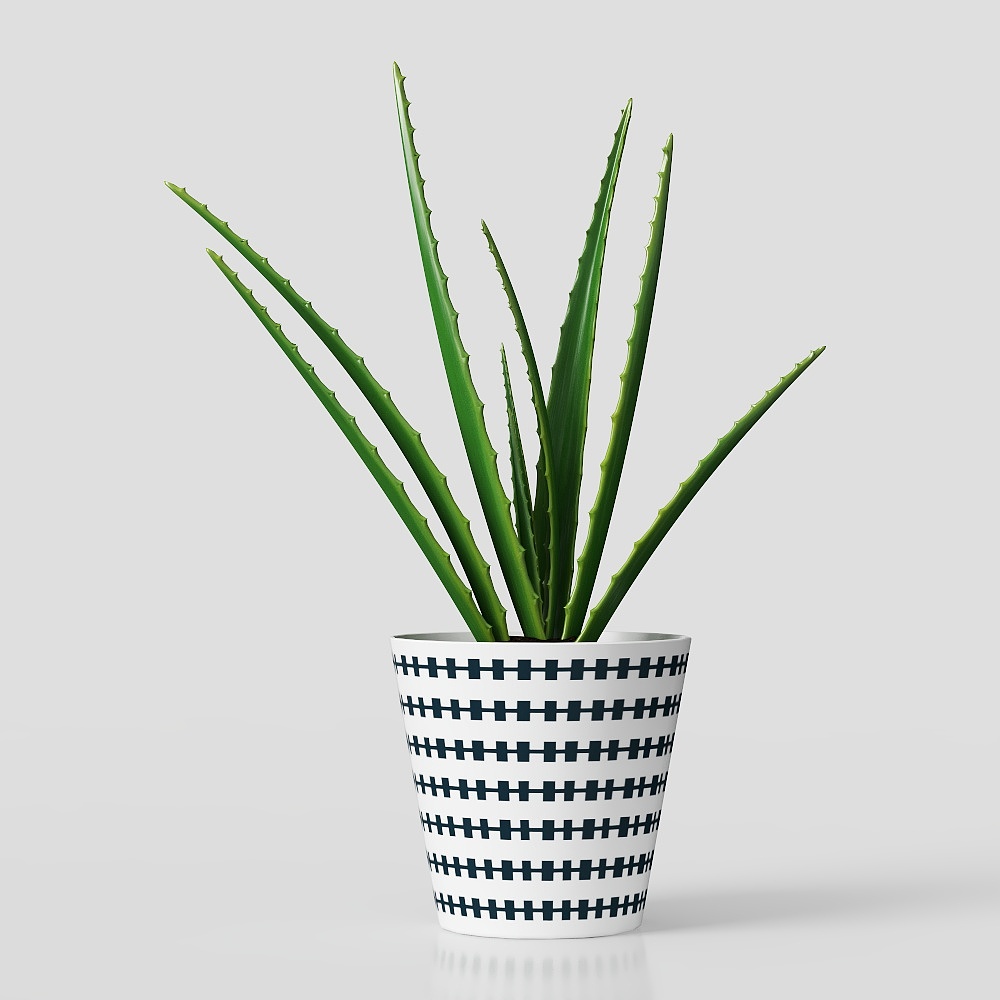 Realistic Aloe Vera Plant 3D model