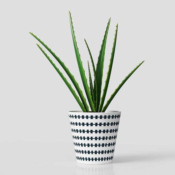 Stylish Aloe Vera Potted Plant 3D model