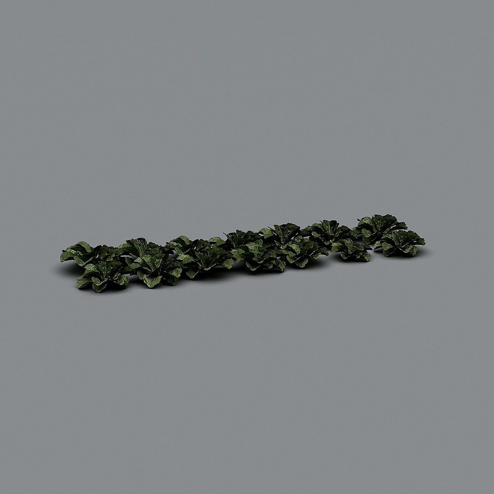 Vegetables 3