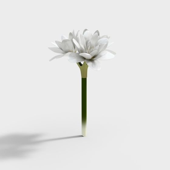 Snow Lotus 3D model - Low Poly Elegance