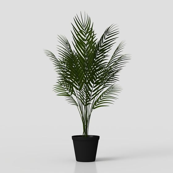 Tropical Palm Tree 3D model