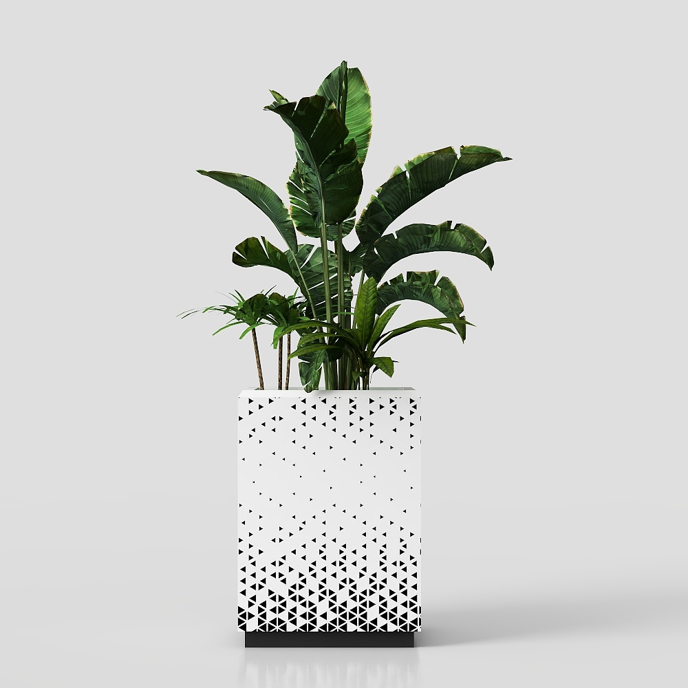 Bonsaï pour salon moderne