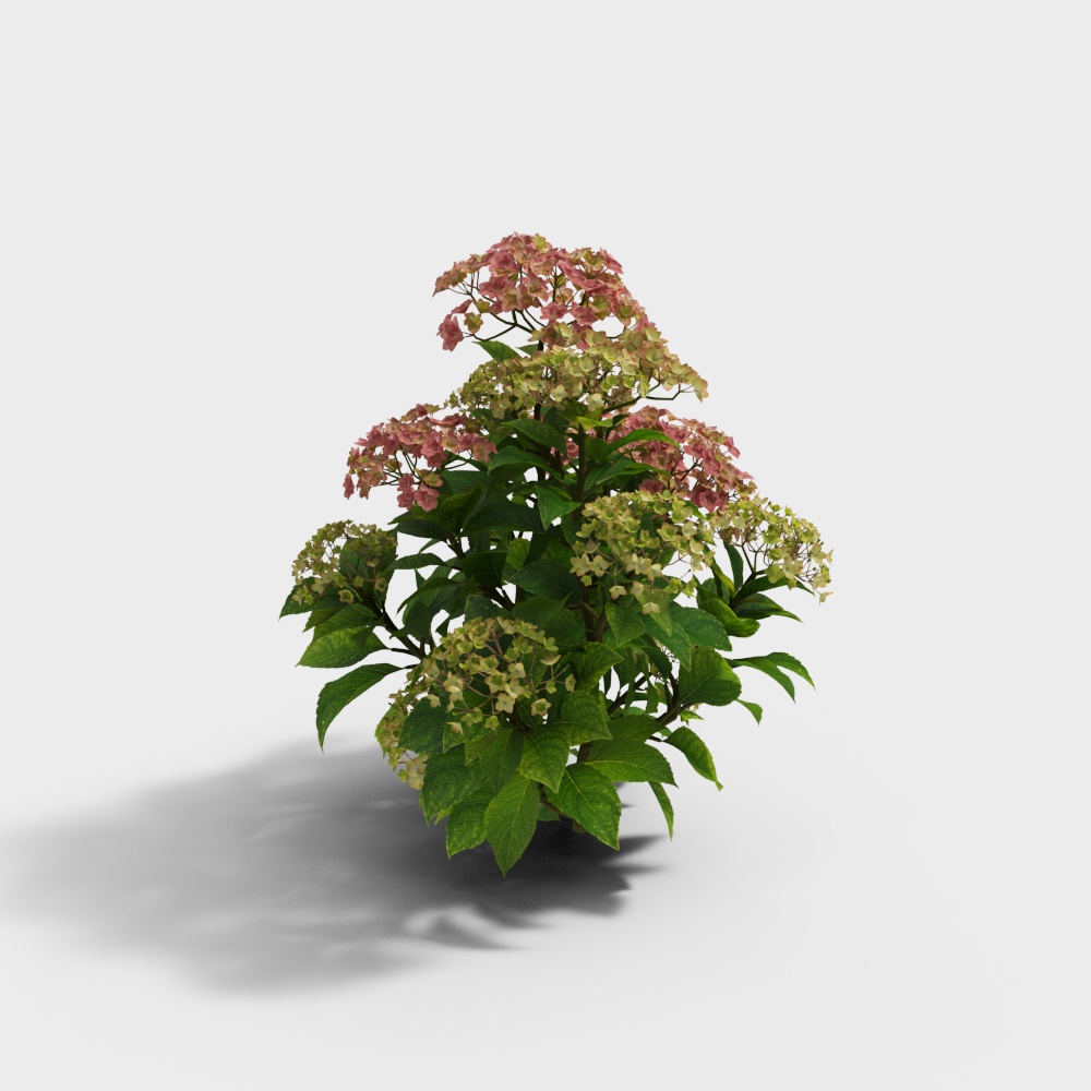 Hydrangea 3