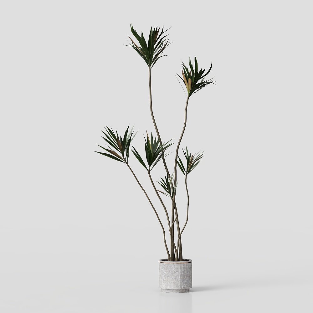 Thousand-year-old wooden potted plant