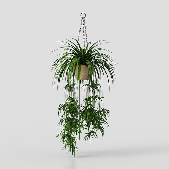 ต้นไม้ในกระถางแขวนสีเขียว