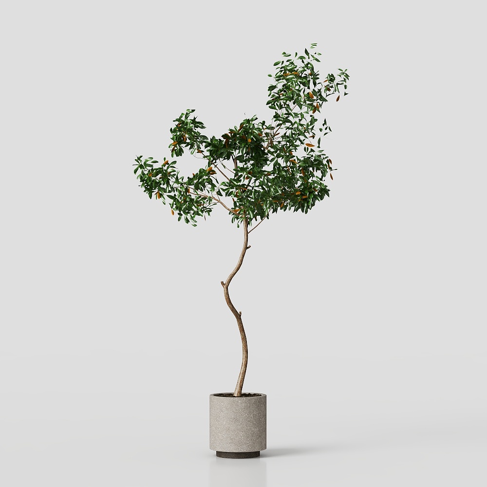 Горшечное гранатовое растение