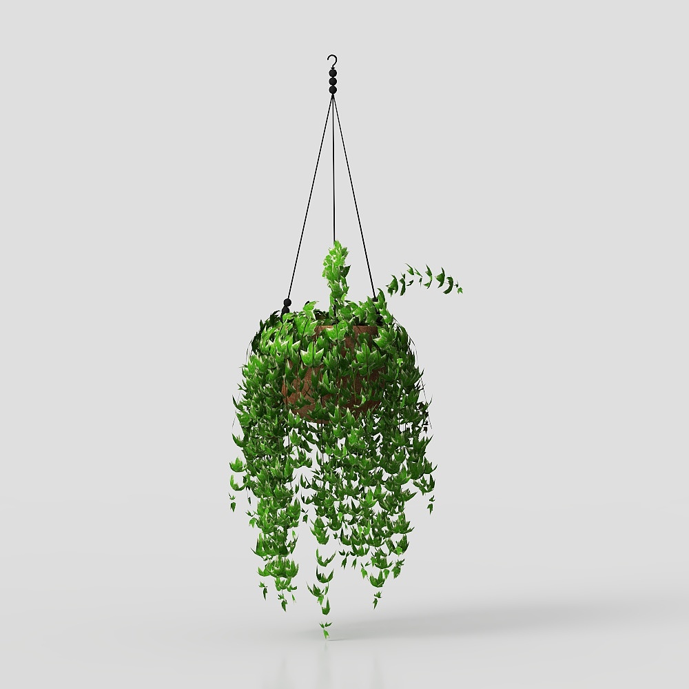 Large leaf potted potted plant