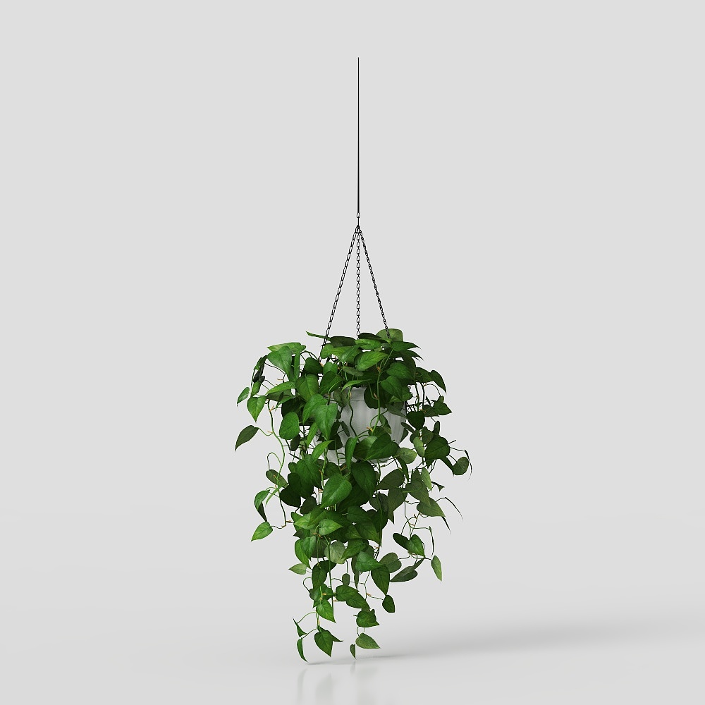 Cây chậu lá lớn