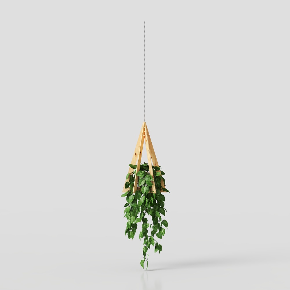 Pianta in Vaso con Foglie Grandi