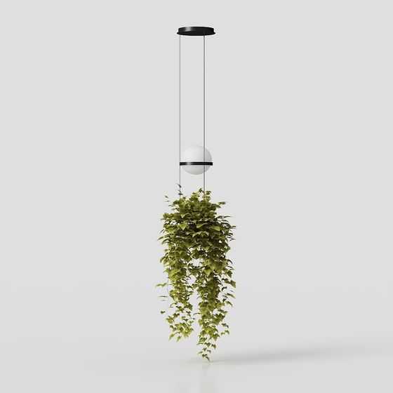 เถาไอวีกระถางขนาดใหญ่