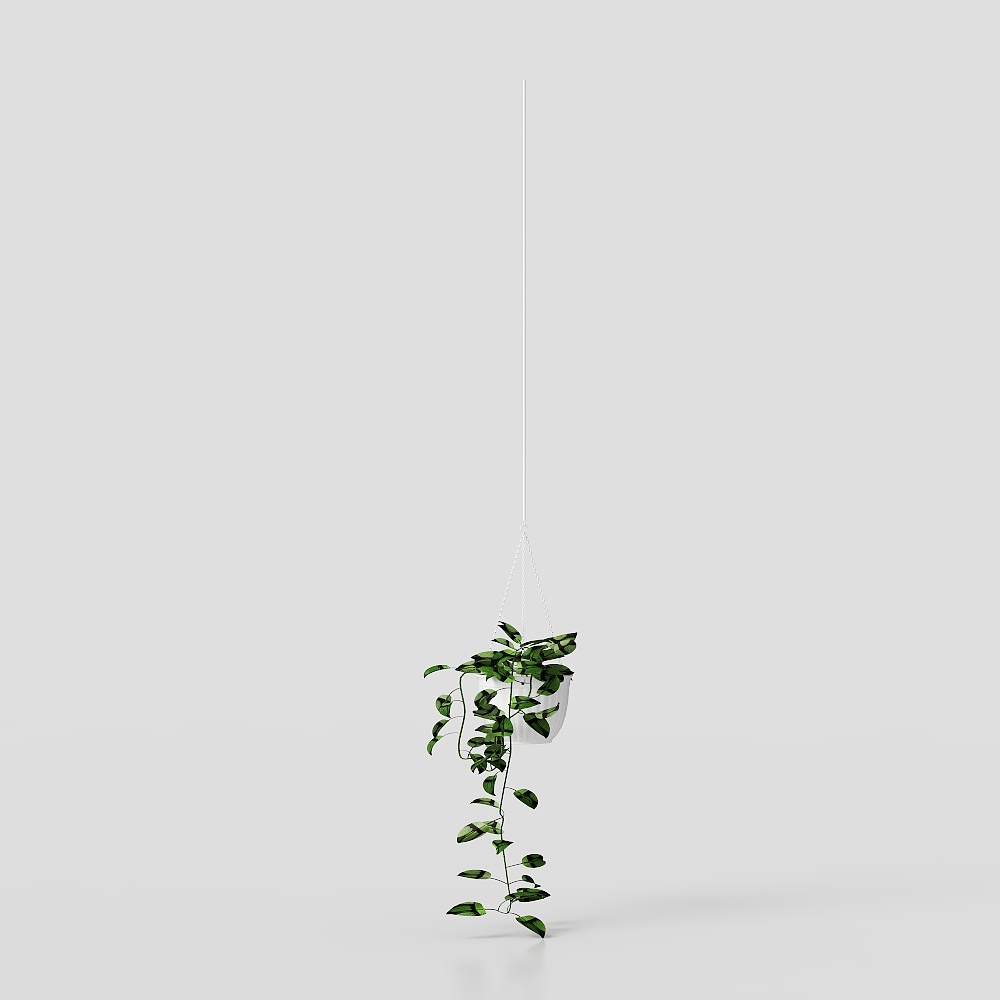 Large leaf potted potted plant