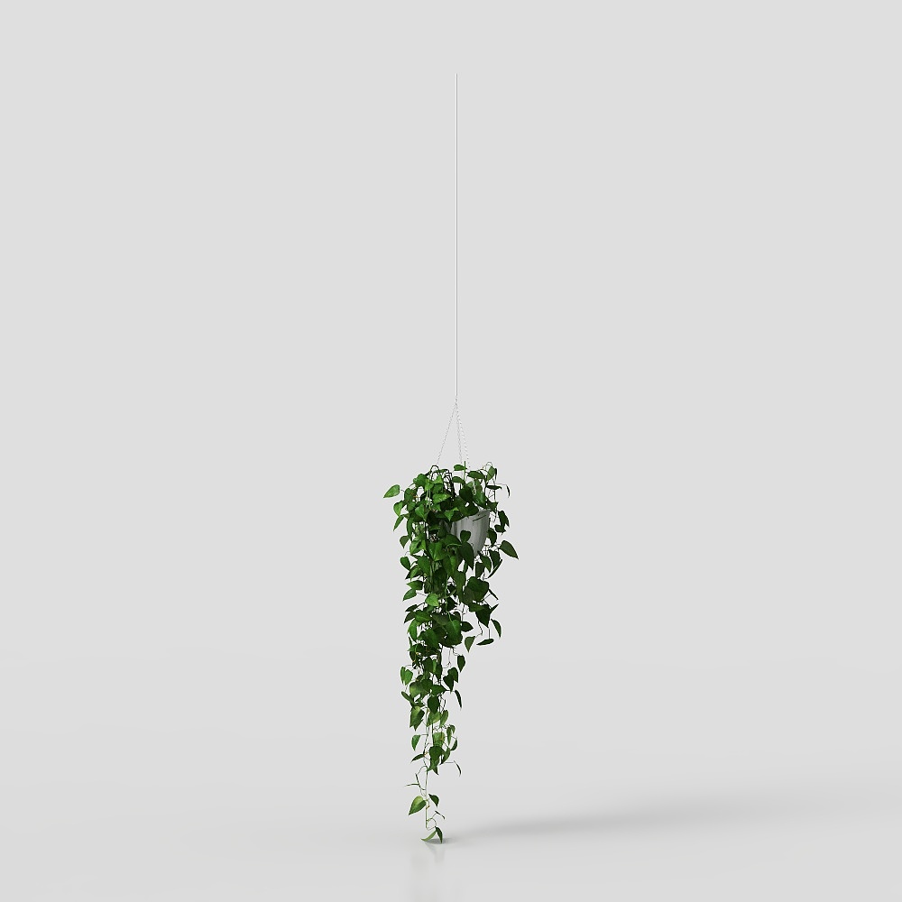 Pothos con Foglia Grande Pendente