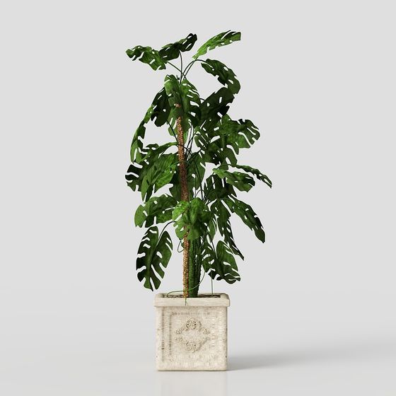 Lush Monstera Deliciosa 3D model